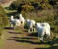 Image: Sheep on the cliffs in Willa Park