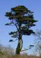 Image: The lost gardens of Heligan