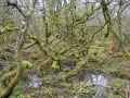 Image: Woods near Boswarthan wishing well