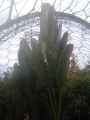 Image: The Eden Project