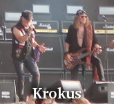 Krokus photo